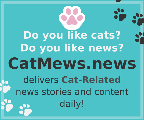 CatMews banner.