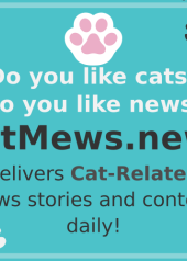 CatMews banner.